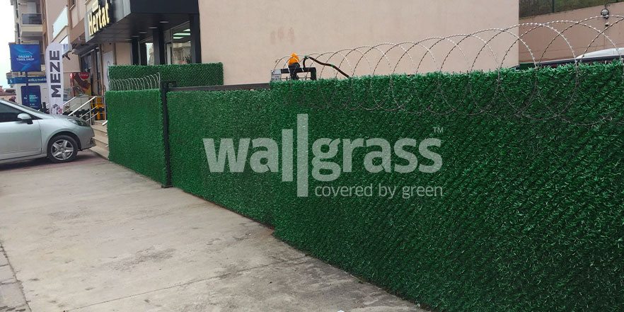 عشب الجدار