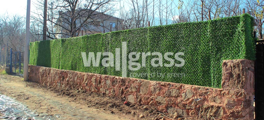 Что Такое Wallgrass? Каковы Области Ипользования?